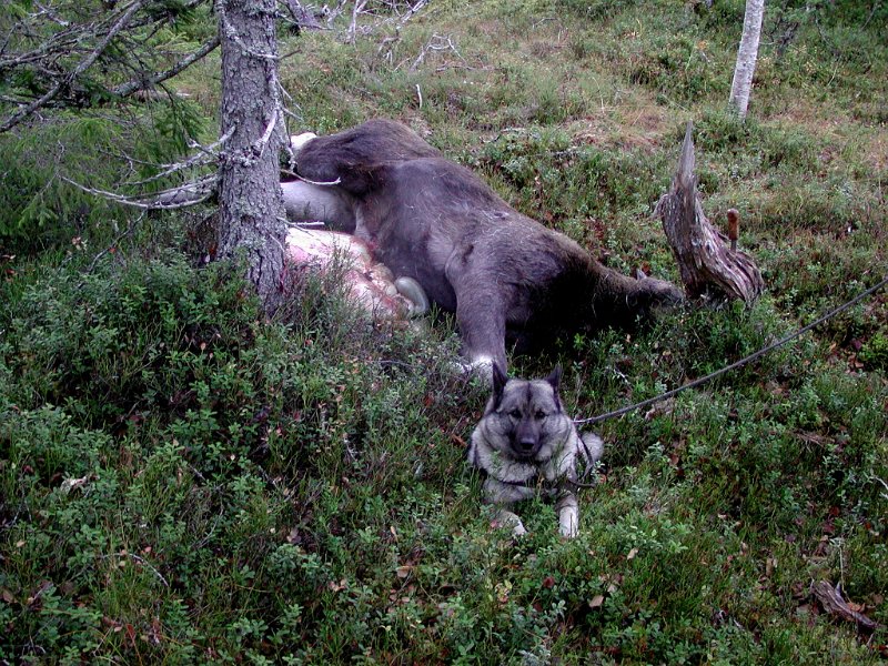 2004 Ku 160kg Josåsv_6.jpg - Dixi med felt bytte